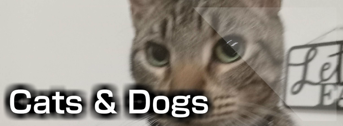 cats n dogs